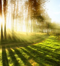 Ayurvedic Health Consultation